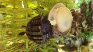 Freshwater snails mate breed - mystery snail & golden snail