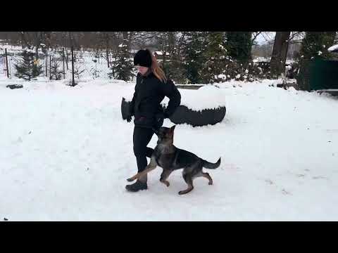 Merily z Jukasu - obedience - 8,5 months