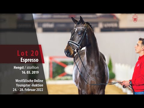 Online Youngster-Auktion Lot 20 Espresso Hengst v. Emilio Sanchez - Floriscount