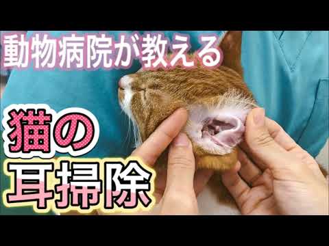 中耳炎の猫の耳掃除の方法