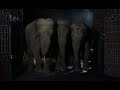 Wild Beasts 1984 Elephants Screen Time