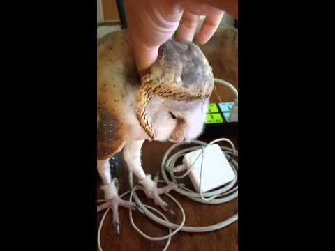 Giggling Barn Owl, Quincy