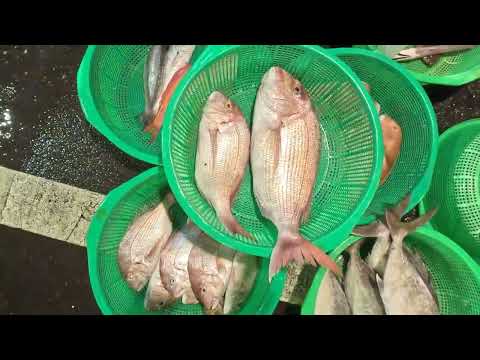Kanzaiding Tonight Toku Lulun Haoduo mercado de pescado y marisco Mercado de pescado de Keelung / Puerto pesquero de Taiwán / 대만 생선 항구