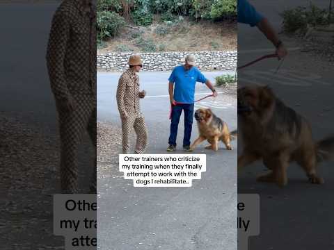 How Force Free Trainers Act Around Dogs That Actually Need Help..