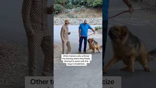 How Force Free Trainers Act Around Dogs That Actually Need Help..