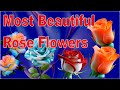 Most Beautiful Rose Flowers In The World Nature Beauty