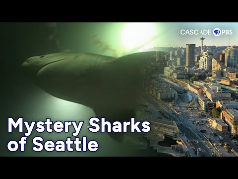 The Mysterious Sixgill Sharks of Seattle | Cascade PBS