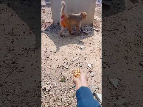 seva bhav ll🚩ll (jai Shree ram) #ram #gaay #dog #animals #seva #sorts #youtubeshorts #shortsfeed