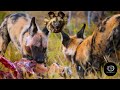 African Wild Dog The Ultimate Pack Hunter