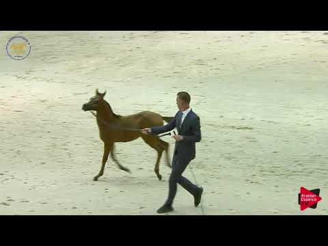 N 122 GHALY AL HAWAJER   Dubai 2019