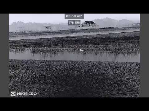 Fuchsjagd mit wärmebild HIKMICRO 