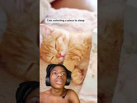 Best cat boarding in New friends Colony | snouters.com