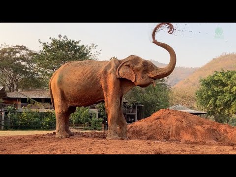 Improvement Of 87 Years Old Elephant SomBoon After Rescued 2 Months At Sanctuary - ElephantNews
