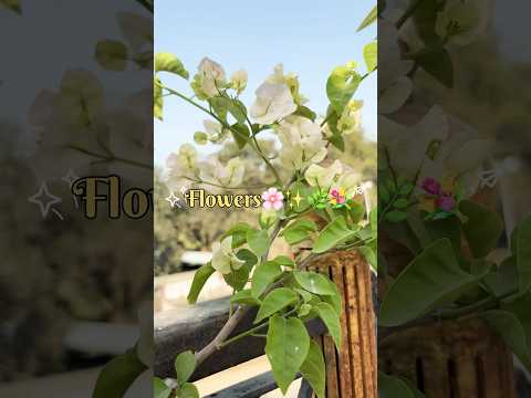 🫶🌼🎀 #shorts #ytshorts #flowers #shortsvideo