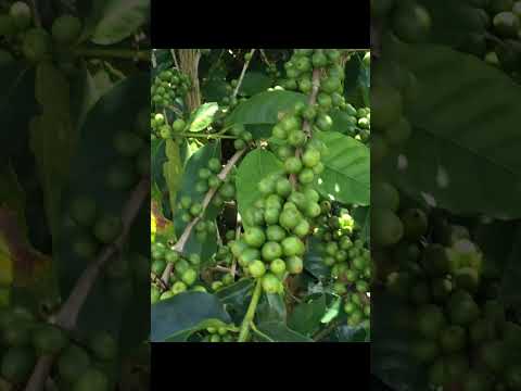 VENTA DE FINCA CAFETERA Y GANADERA EN MONTEBELLO ANT, CON BUEN TERRENO.VALOR: 1.400.000.000