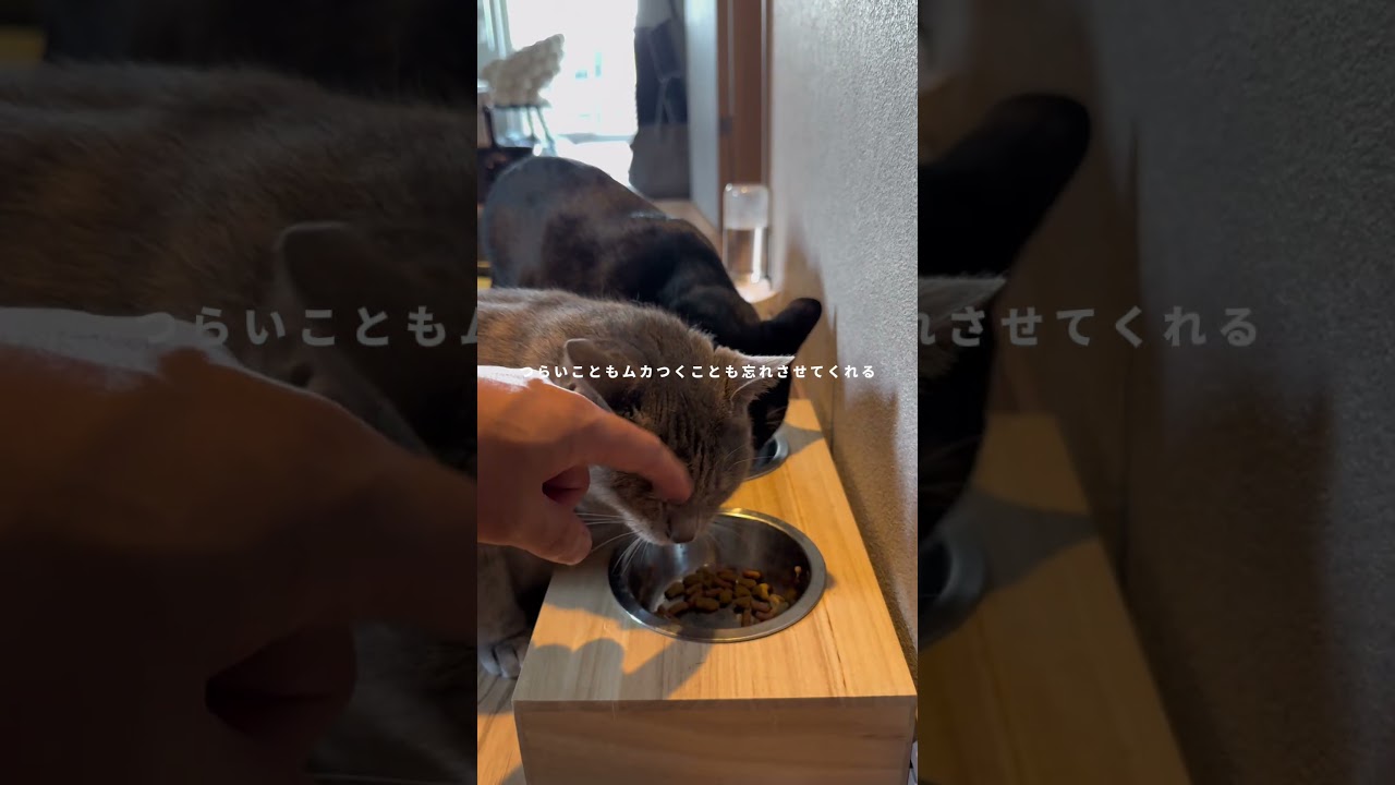 ネコのいる暮らしっていい。