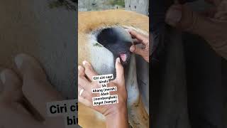 Download lagu ciri sapi bali betina birahi mp3