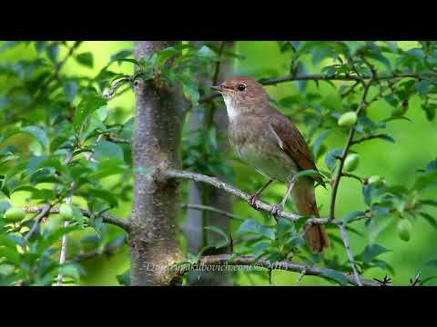 Nightingale singing | The best song in the world