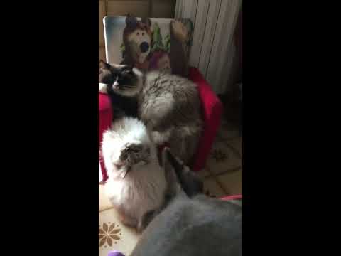 Derek e viktor Le Terre Selvagge