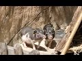 Cloned Pig Its Offspring Make Debut In Shenzhen Safari Park
