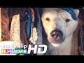 TIMMY FAILURE: MISTAKES WERE MADE (2020) Clip "My Name is Failure" | Disney+ Movie
