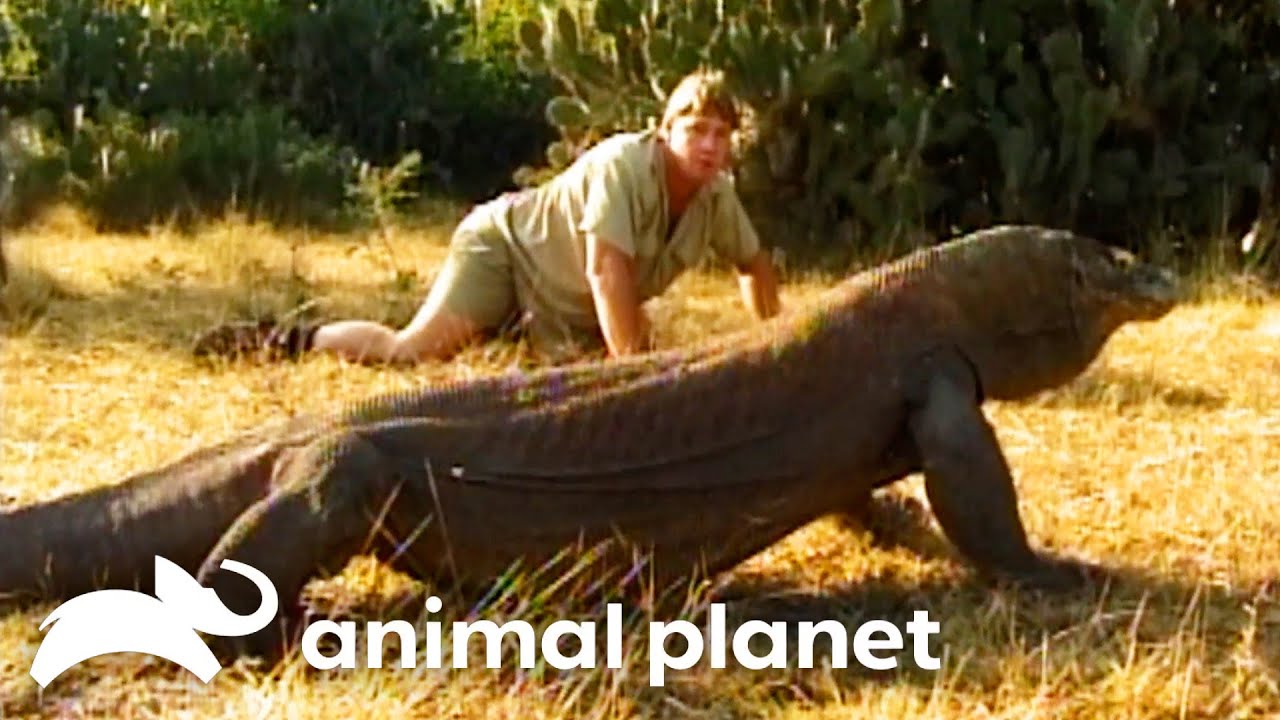 Steve Irwin Confronts a GIANT Komodo Dragon | The Crocodile Hunter | Animal Planet