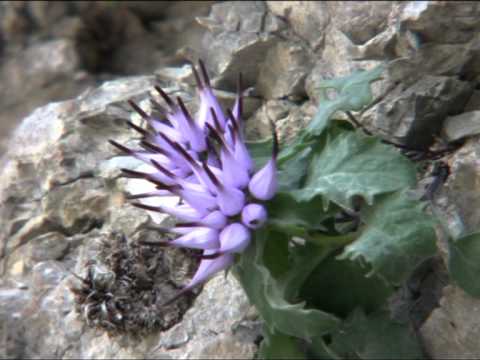 Anello del Monte Ciavac da Andreis - SentieriNatura 2009 - 09