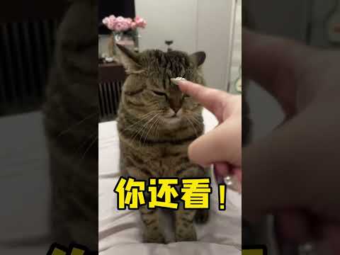 谁是家里最可爱的宝宝呀～ #虎虎 #cat #萌寵 #cute #funny #shorts