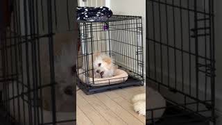Video preview image #1 Poodle (Miniature)-Unknown Mix Puppy For Sale in Corona, CA, USA