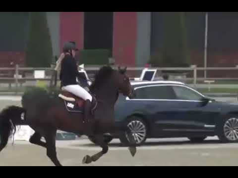 Cardesj AD Z, approved stallion, Comme Il Faut x Cassaro, CSI1* GP 1.35m