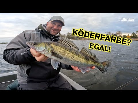Zander im See mit Gummifisch – unterwegs mit Jan Borek