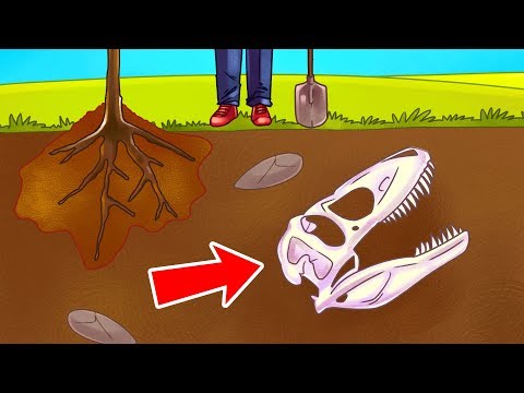 Was Die Erde Durchlebte Bevor Die Menschen Erschienen