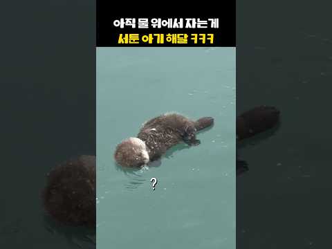 아직 누워 자는법 모르는 아기 해달ㅠㅠ#해달