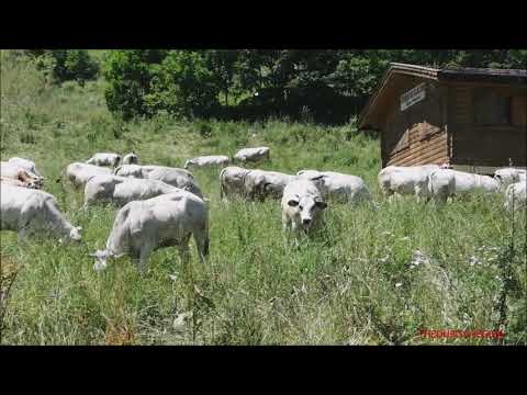 MANDRIA DI MANZE PIEMONTESI AL PASCOLO A QUOTA 1400 A LIMONE PIEMONTE (CN) DOM. 3 - 7 - 2022.