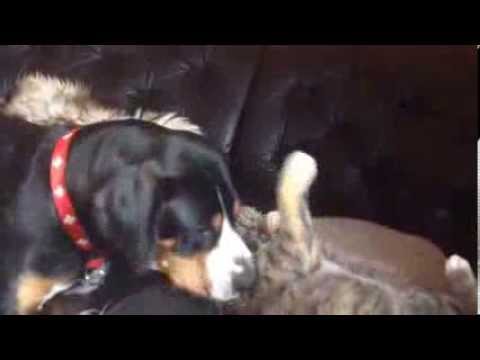 GSS Basima vs. Katze Zicke