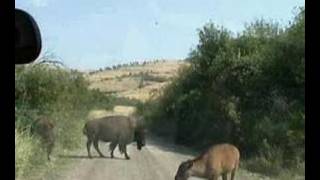 preview picture of video 'National Bison Range, Montana, USA'