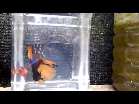 Betta fish in Trivandrum