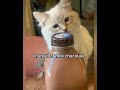 Eat Grilled Chicken Georgieebom Cat Funny Fyp Meme