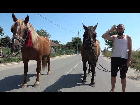 Caii lui Ionut de la Craidorolt, Satu Mare - 2021 Nou!!!