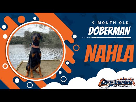 Best Doberman Dog Training | Nahla | Dog Training in London