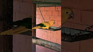Ararajuba: o papagaio com as cores do Brasil #aves #animais