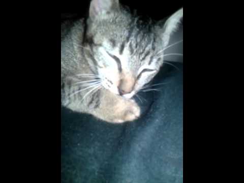 Gato chupa pata - lembramças de quando chupava mam