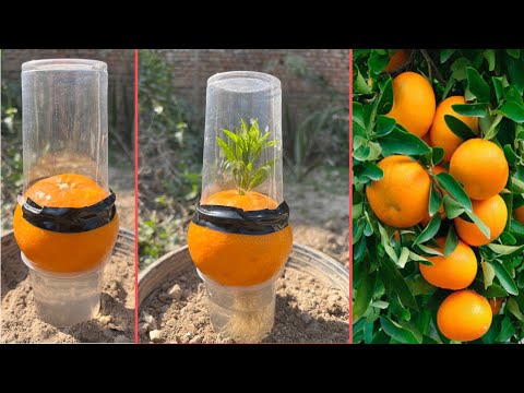 Grow an orange tree with an orange fruit | unique garlic trick |