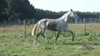 preview picture of video 'ECLIPTICA ROY - 2007 Grey Champion P.R.E. Revised Andalusian Mare'