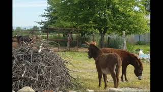 DONKEYS, HORSES // ДР@КА ОСЛА И ЖЕРЕБЦА