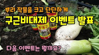 김장무당근양파마늘등 뿌리작물(구근)을 크고 단단하게하는 구근비대제 이벤트 발표 다음이벤트도 곧 있어요.
