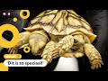 Huh? Dit schildpadje heeft twee hoofden en zes poten