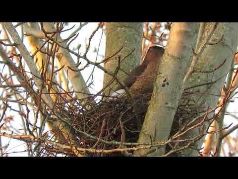 03/16/18 O+ Cooper's Hawk In Nest @ 6703 S 234 ST Kent Wa 3780-106