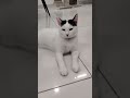 Tuxedo Cat Cotton Cat Meow Meowcat Tuxedocat Whitecat Kucing Kucingcomel 猫 猫咪 毛小孩