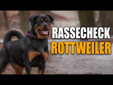 ROTTWEILER Rassecheck! - Rasseportrait, Rassebeschreibung, Informationen zur Rasse